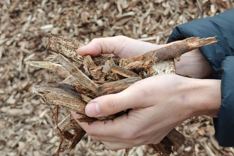 Biomasa de Foresa combustible