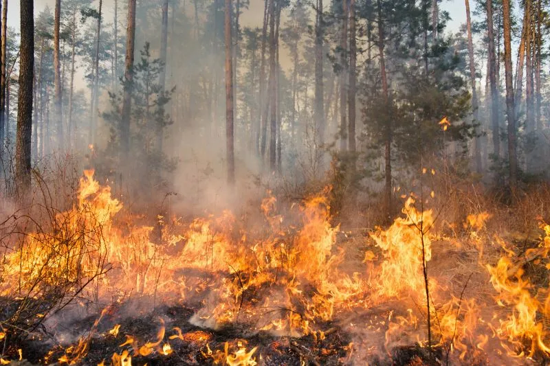 Incendios forestales FORESA