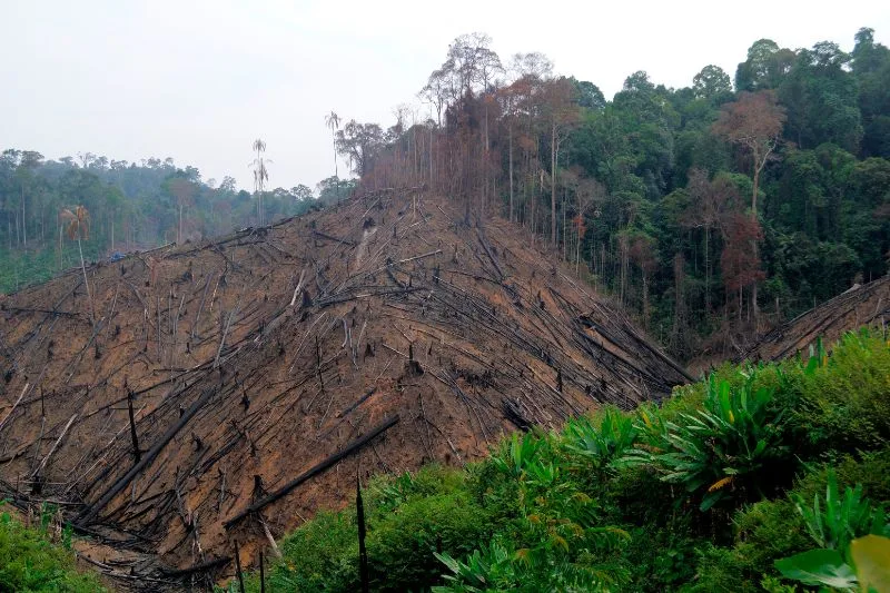 Restauración ambiental Foresa
