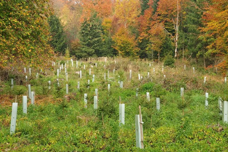 Trabajos forestales FORESA